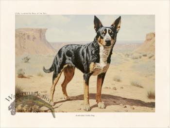 CFA Dog Australian Cattle Dog 03